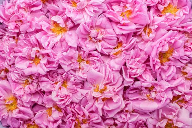 تصویر 3 از گل محمدی معطرترین هدیه طبیعت برای آرامش روح و جان